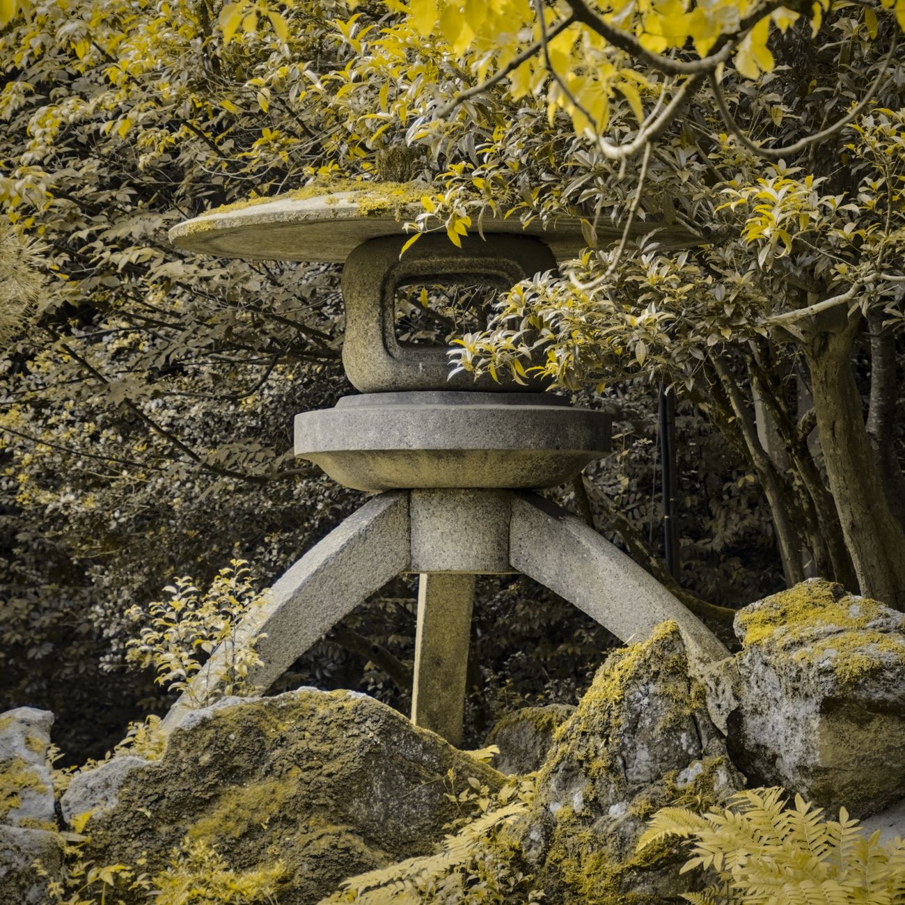 What Is Sencha