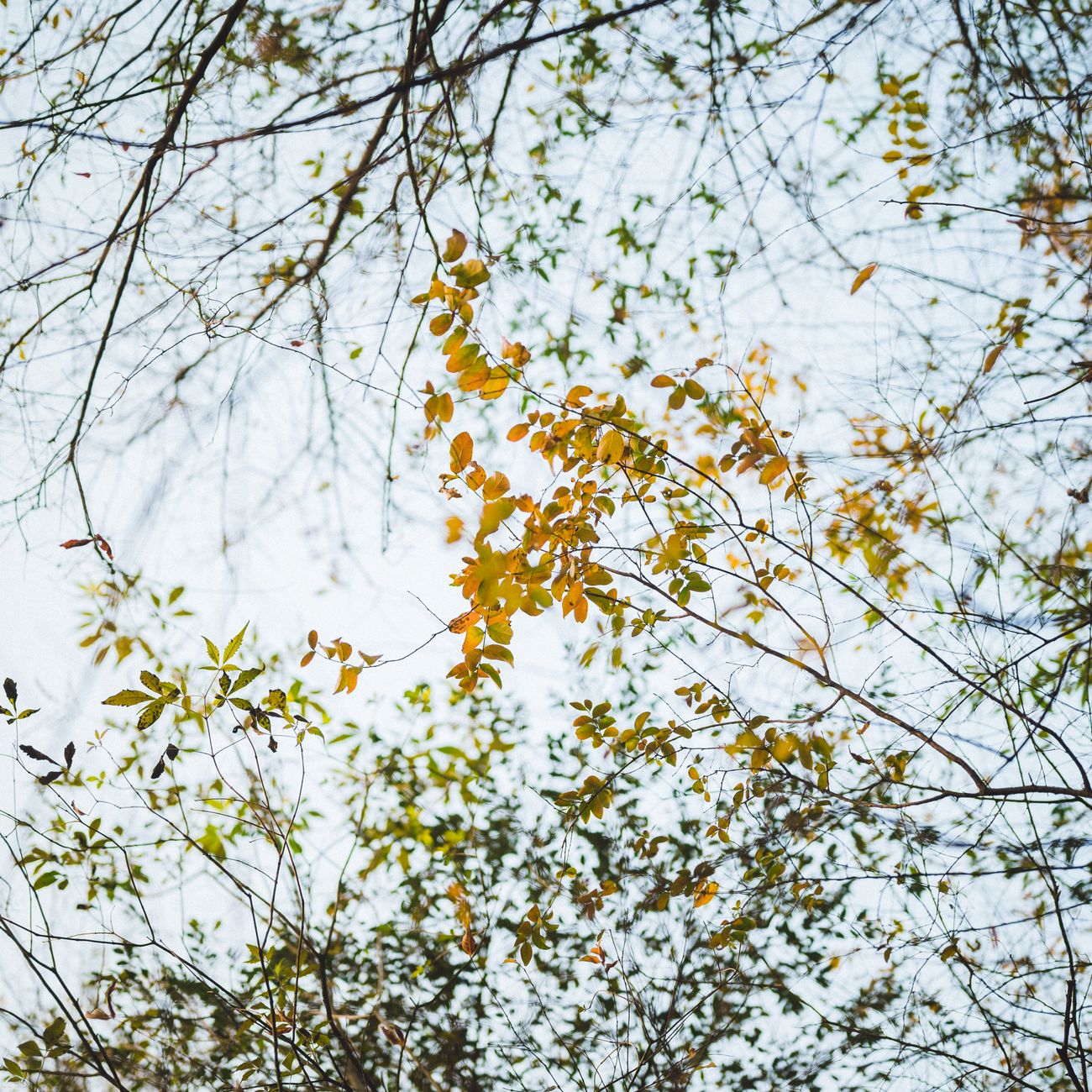 Understanding the 72 Ko: Japan's Poetic Micro-Seasons