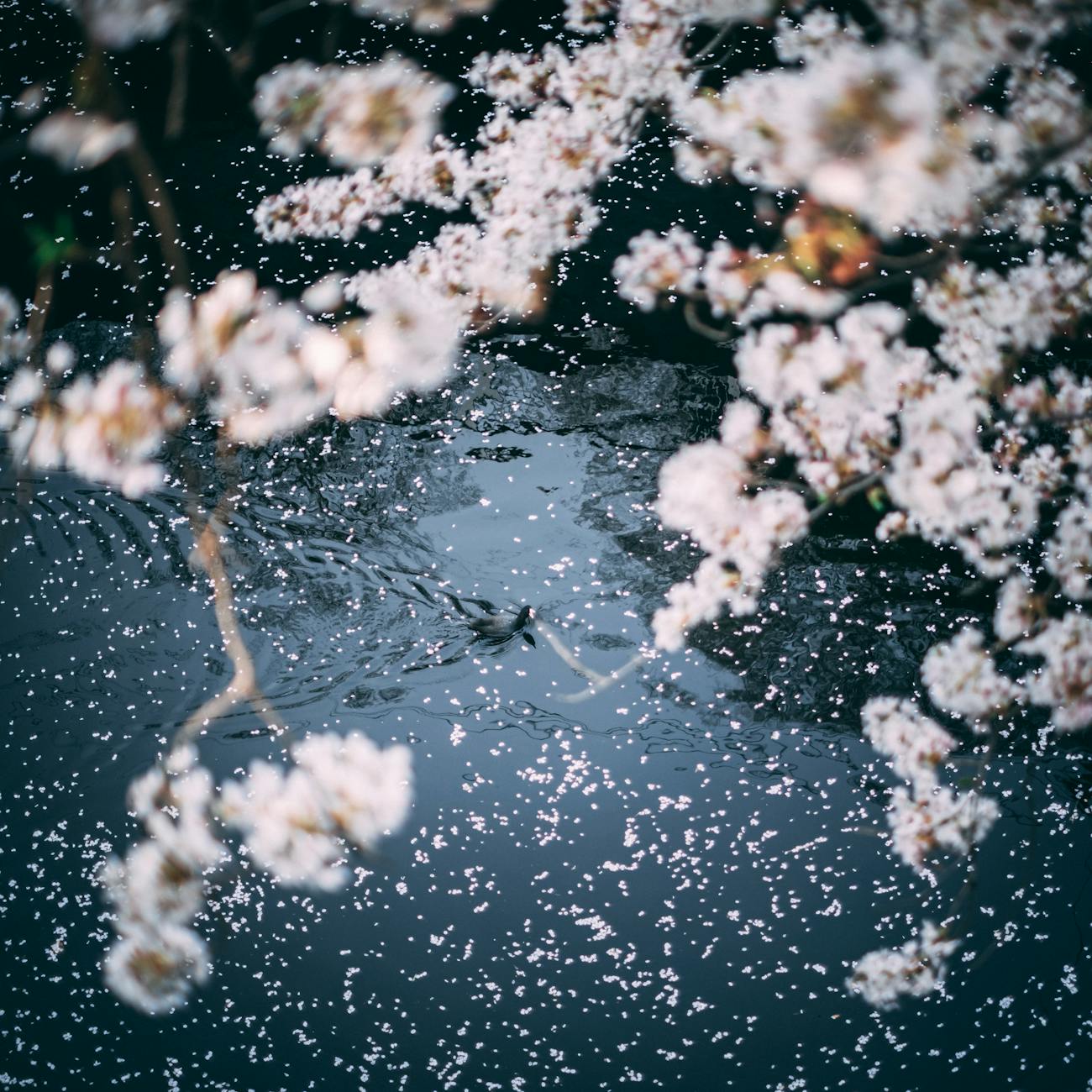 The Meaning Of Risshun The First Day Of Spring