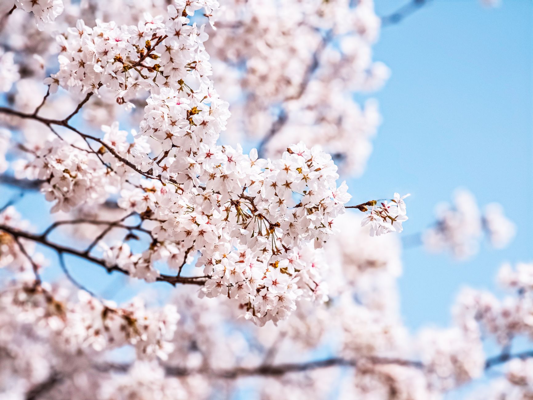 Pink cherry blossoms in full bloom against blue sky with some petals falling and scattered on the ground below.