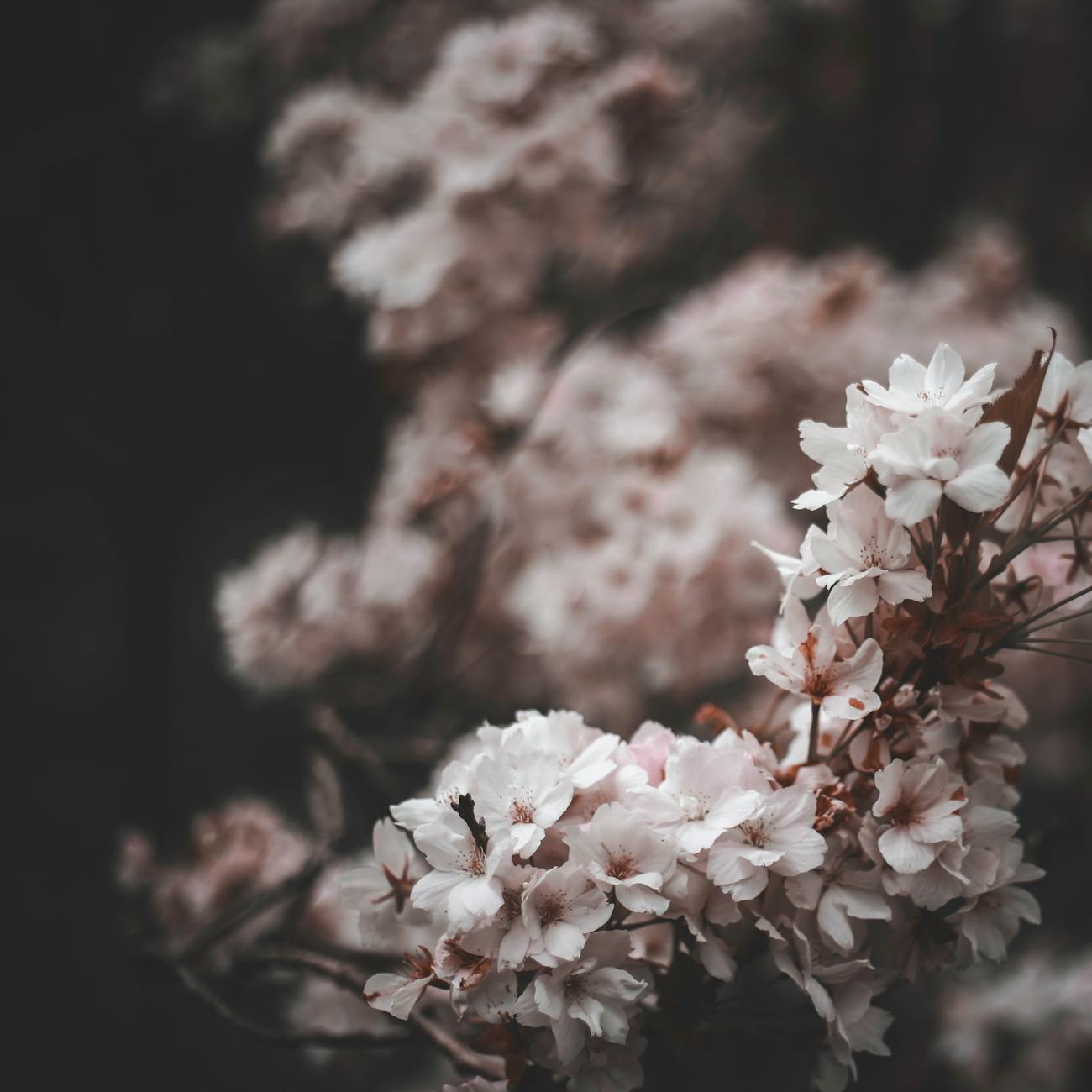 Why Cherry Blossoms Symbolize Impermanence In Japan
