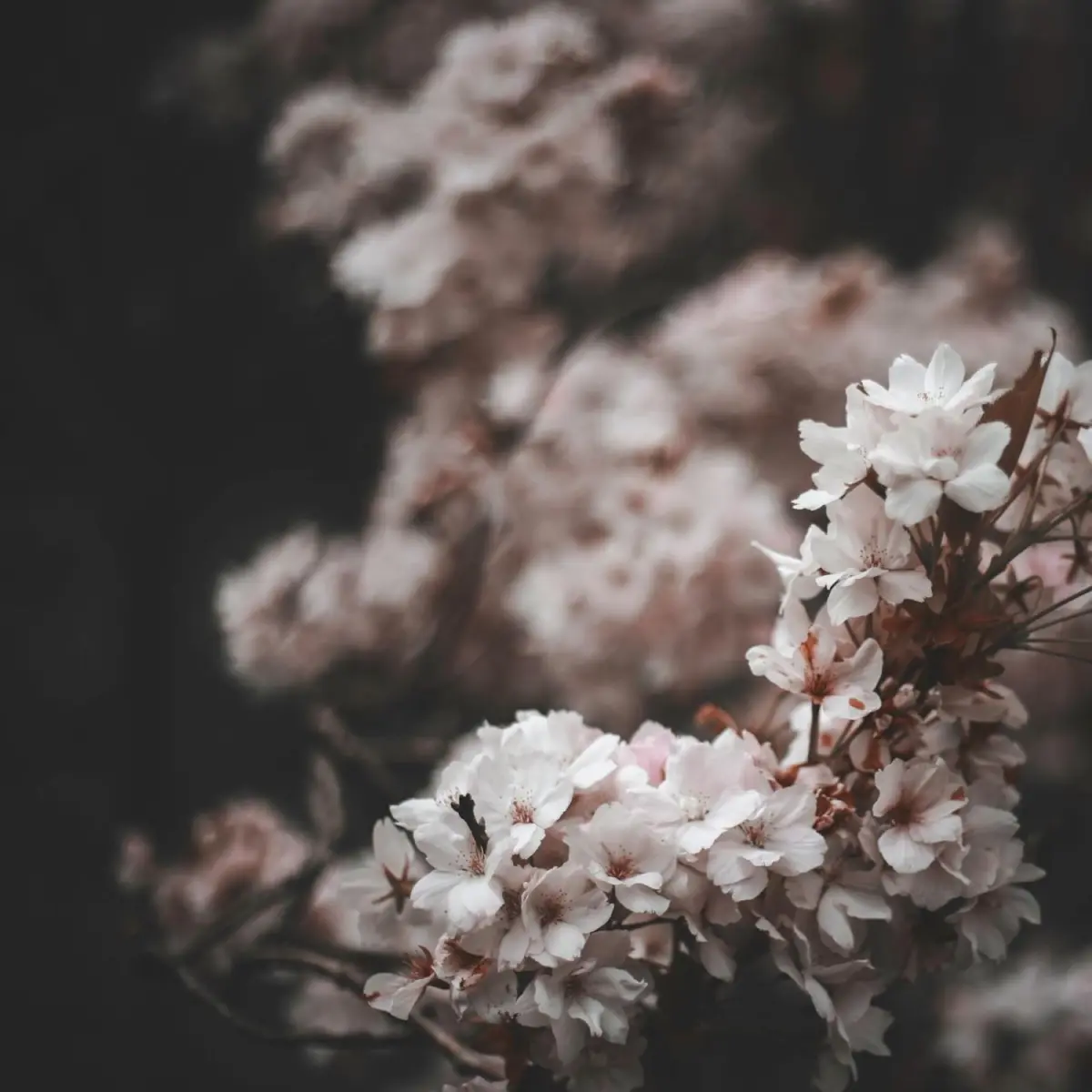 Why Cherry Blossoms Symbolize Impermanence in Japan