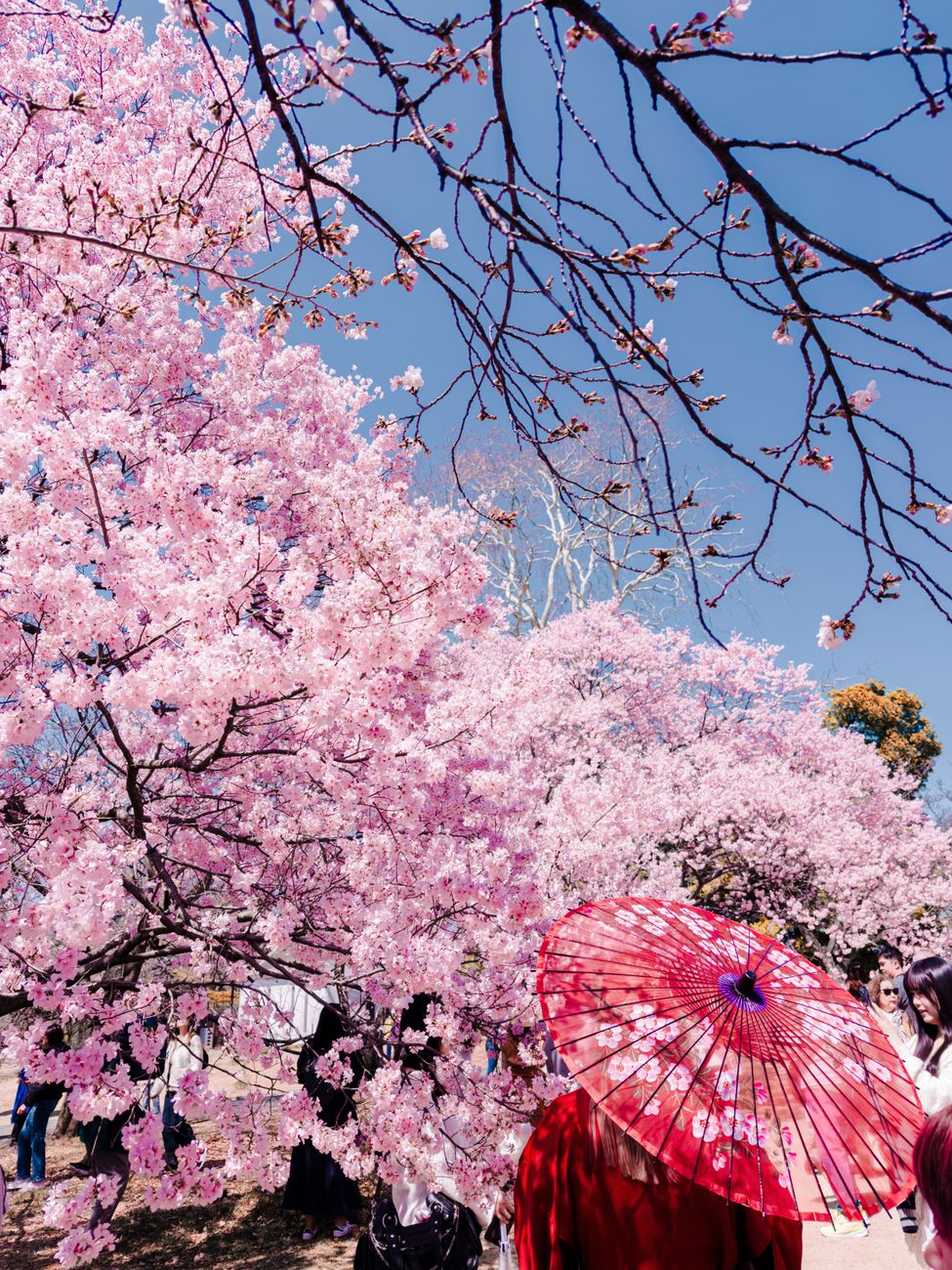 Pink cherry blossoms in full bloom against blue sky with some petals falling and scattered on the ground below.