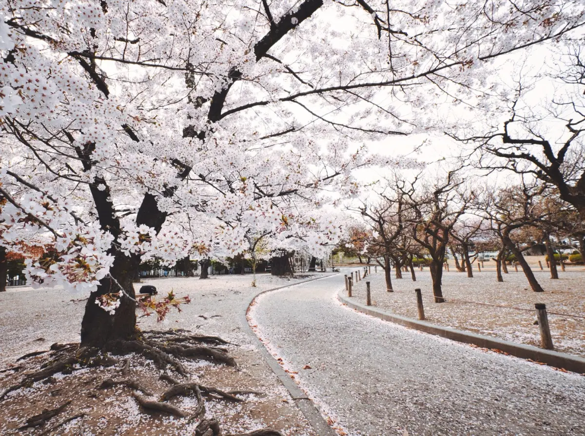 People sitting on blue tarps under fully bloomed pink cherry blossom trees during hanami in Japan
