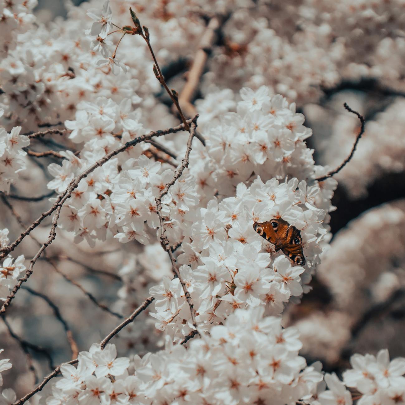 A Guide To Hanami The Cherry Blossom Viewing Custom