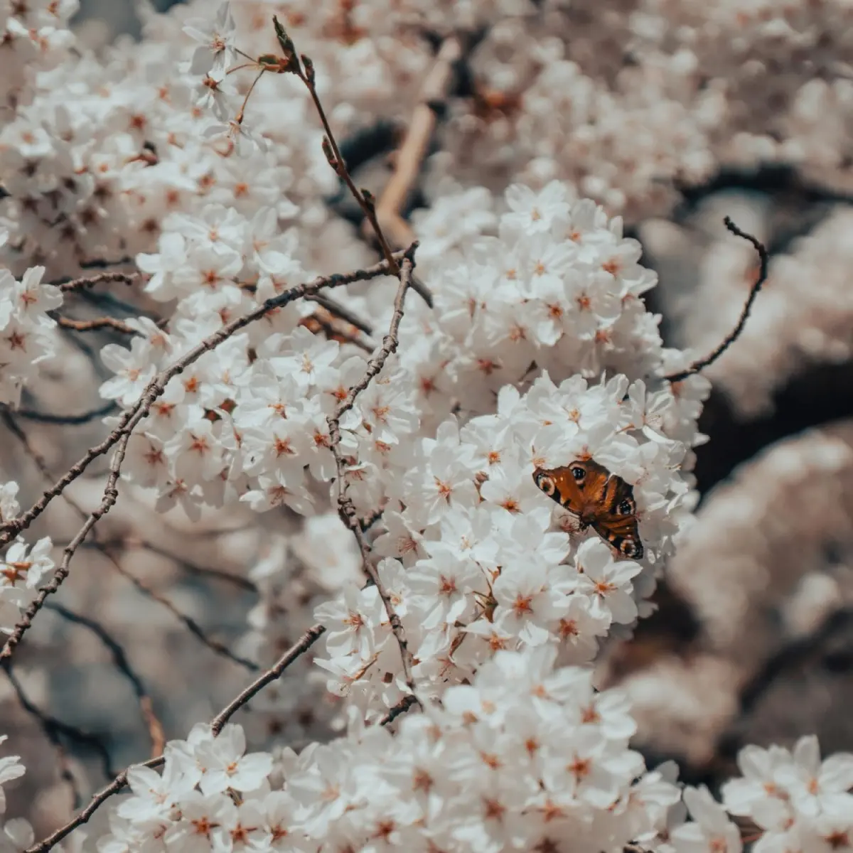 Hanami: The Real Story Behind Japan's Cherry Blossom Season