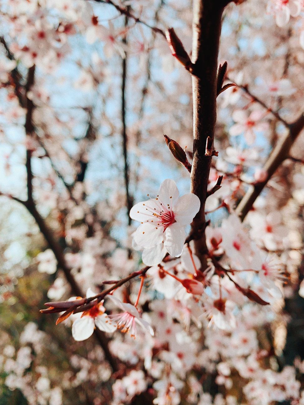 People sitting on blue tarps under blooming pink cherry trees in a Japanese park during daytime hanami celebration.