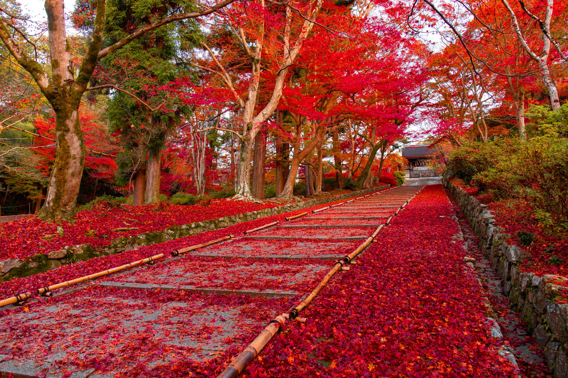 Autumn maple leaves floating on still water beside a weathered stone, capturing the fleeting beauty central to seasonal Japanese poetry.