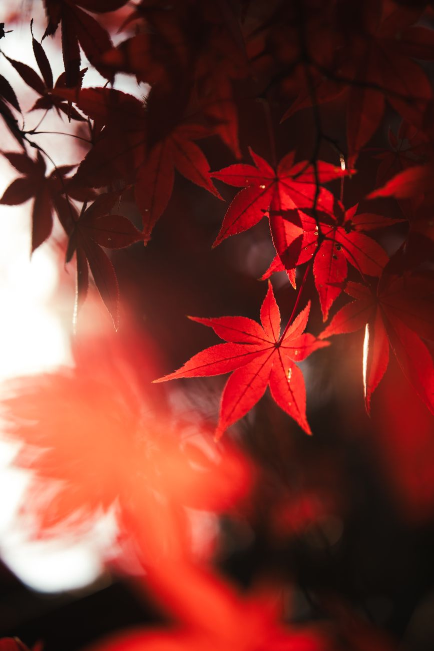 Autumn maple leaves floating on still water beside a weathered stone, capturing the fleeting beauty central to seasonal Japanese poetry.