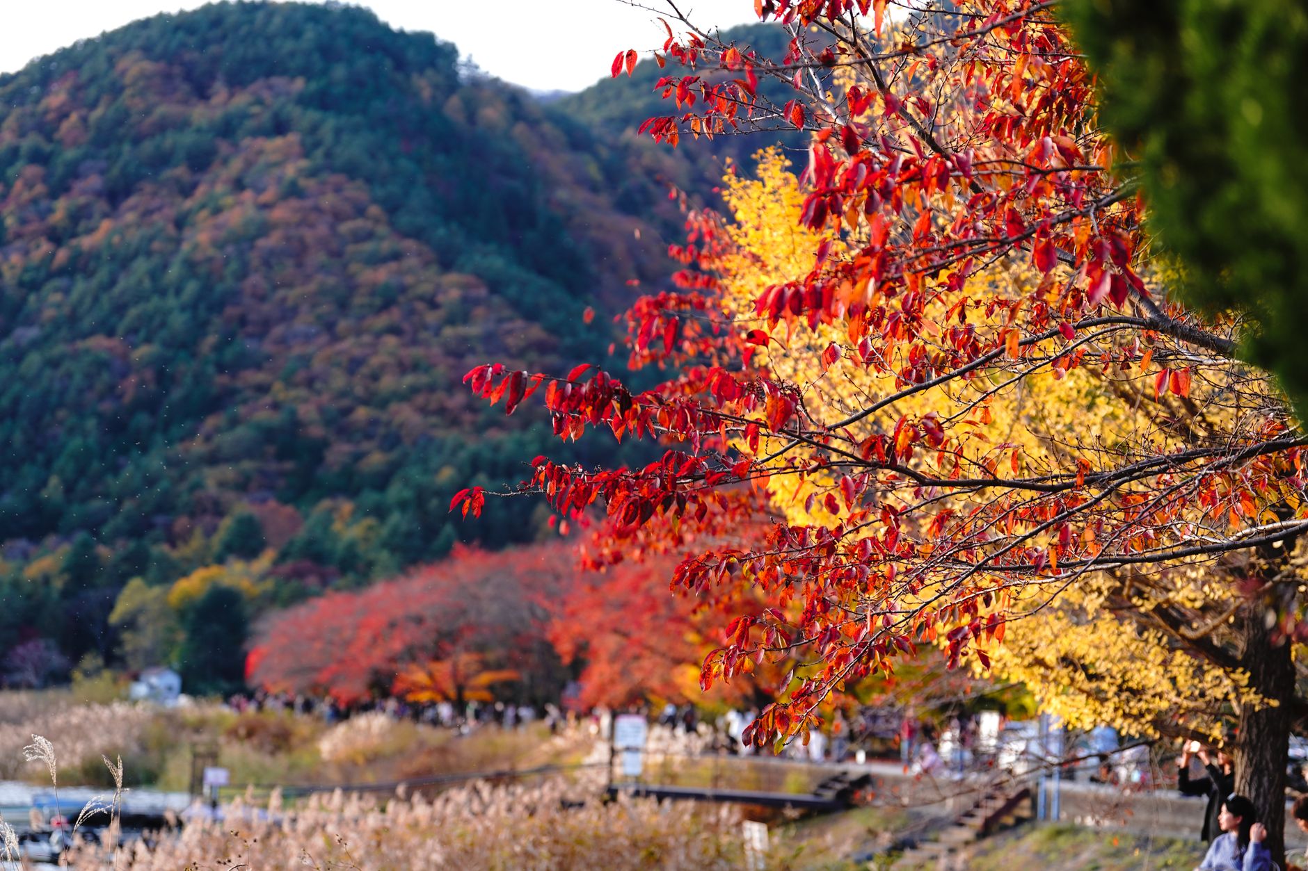 People walking through a Japanese maple forest with vibrant red and orange autumn leaves in sunlight.