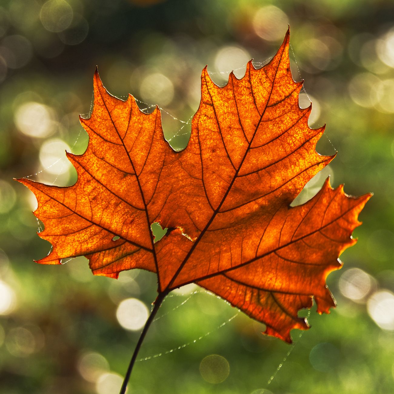 Momijigari: The Japanese Tradition of Autumn Leaf Viewing