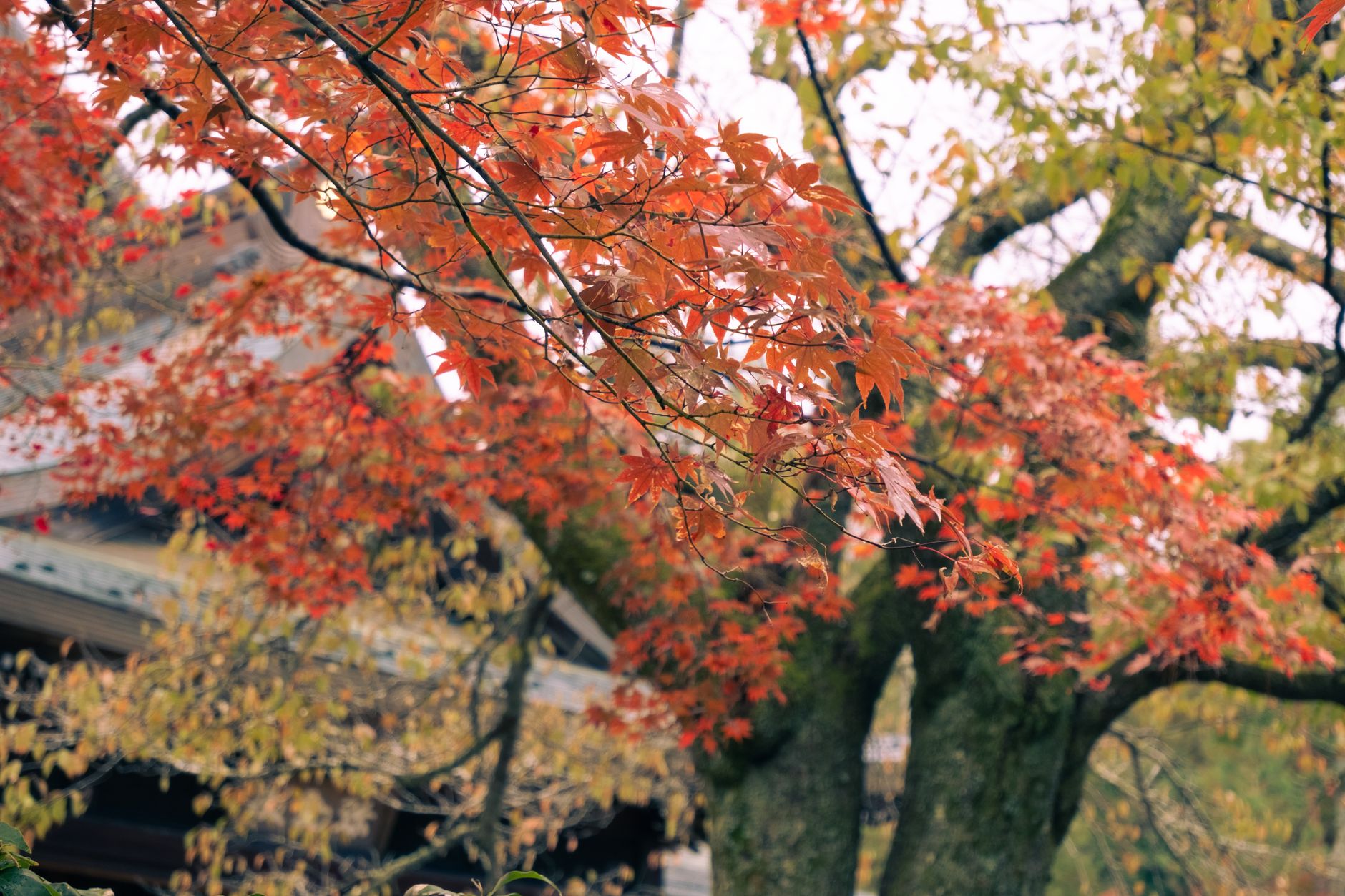 Red and orange Japanese maple leaves glowing in autumn sunlight against a traditional temple roof in Kyoto.