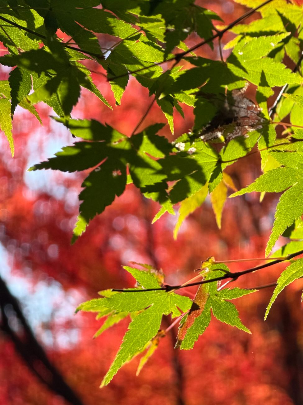 Red and orange Japanese maple leaves glowing in autumn sunlight against a traditional temple roof in Kyoto.