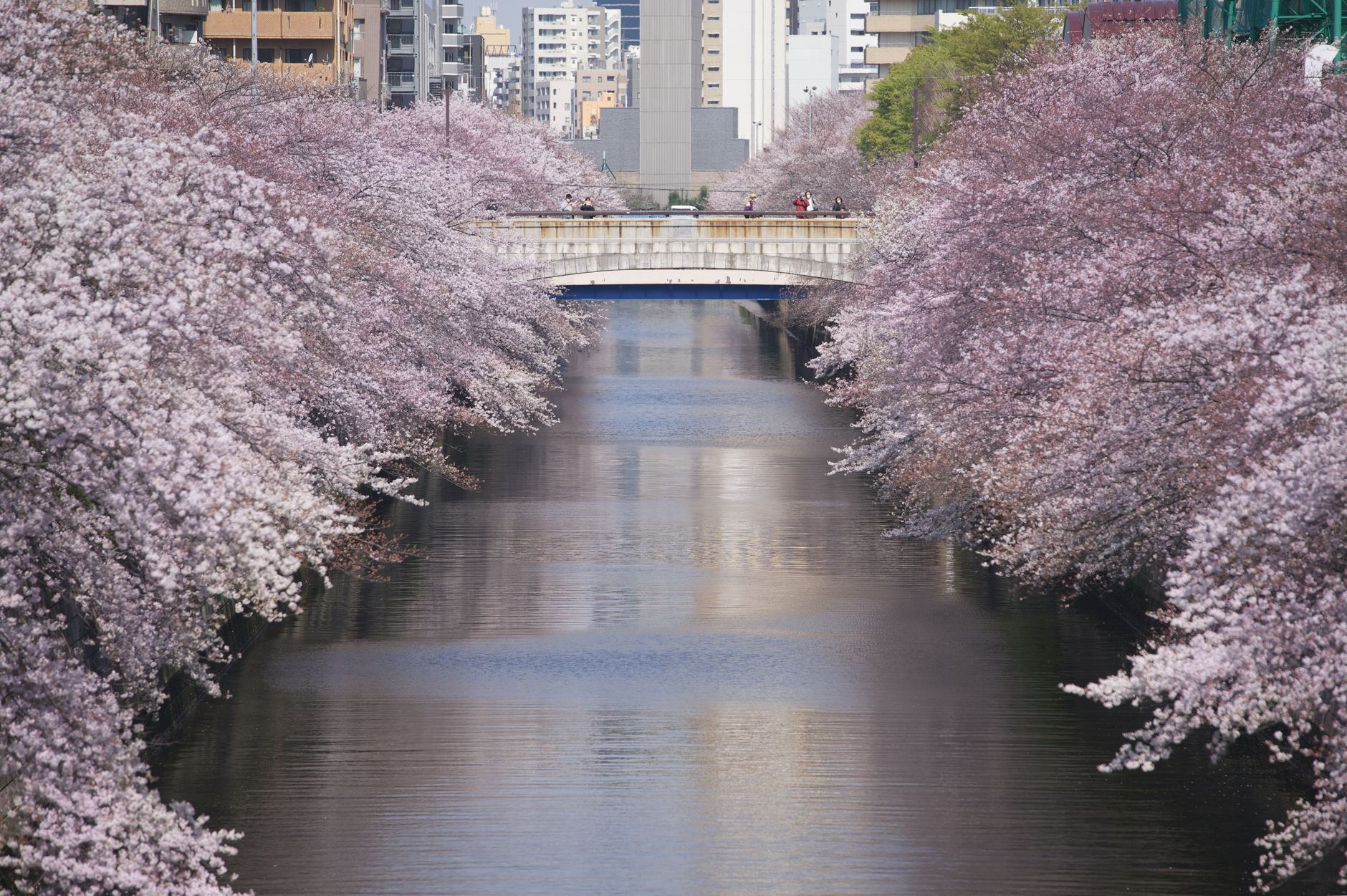 Cherry blossoms in full bloom along a traditional Japanese river with wooden bridges during spring hanami season.