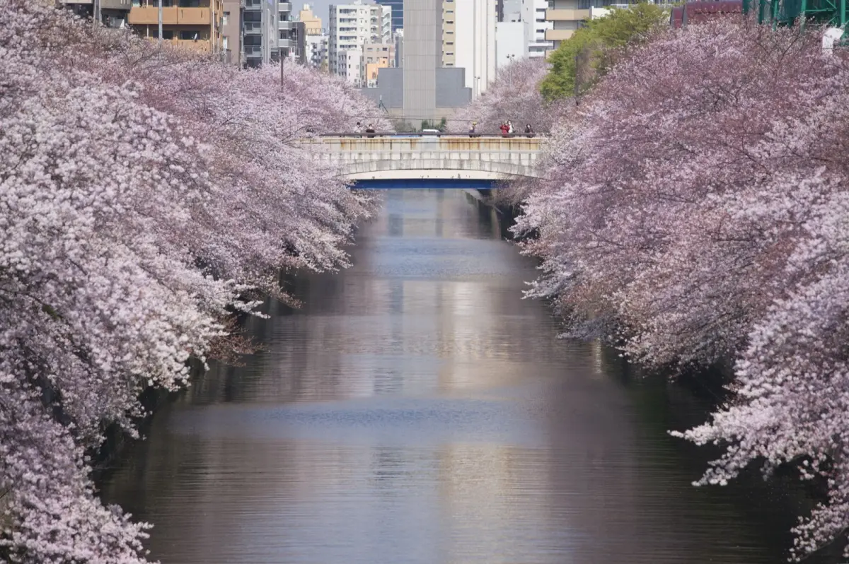 Cherry blossoms in full bloom along a traditional Japanese river with wooden bridges during spring hanami season.