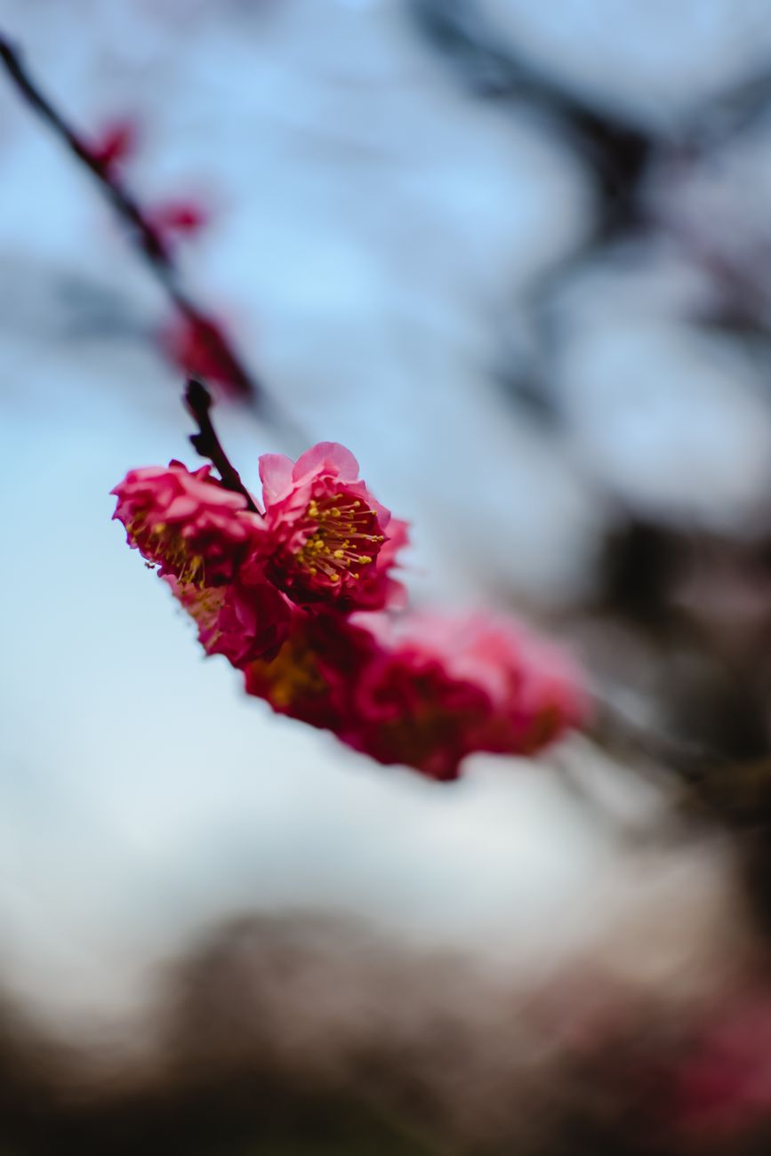Cherry blossoms in full bloom along a traditional Japanese river with wooden bridges during spring hanami season.