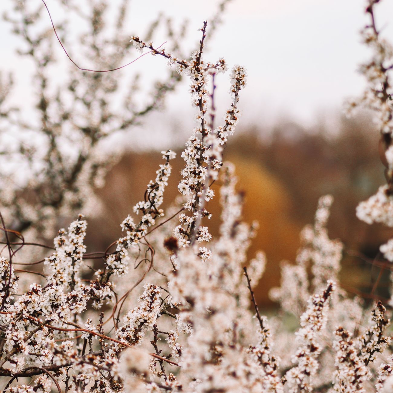 Why Plum Blossoms in Japan Herald the End of Winter