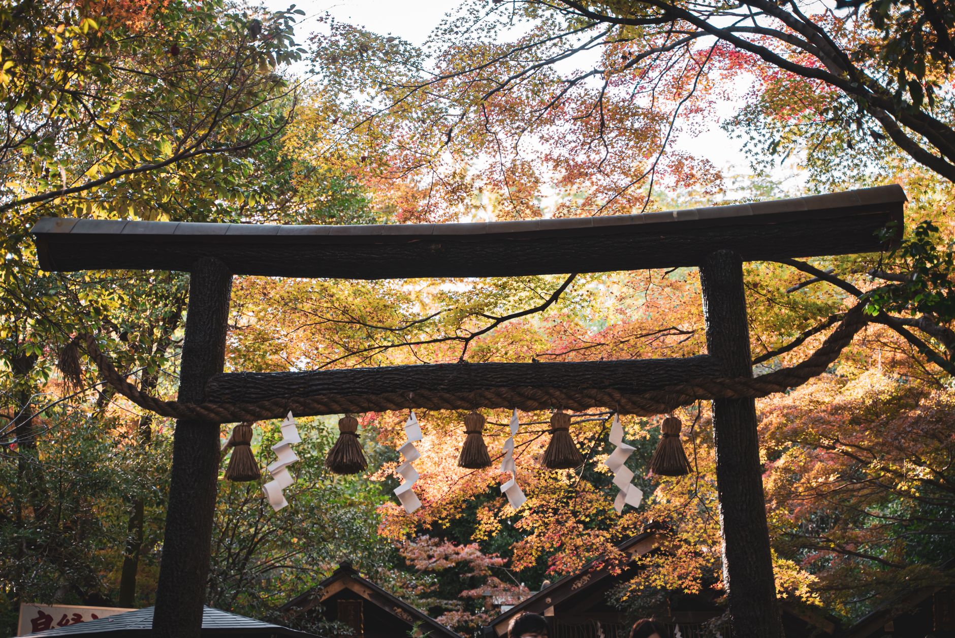 Traditional Japanese tokonoma alcove displaying autumn maple branches in a ceramic vase with a scroll painting behind