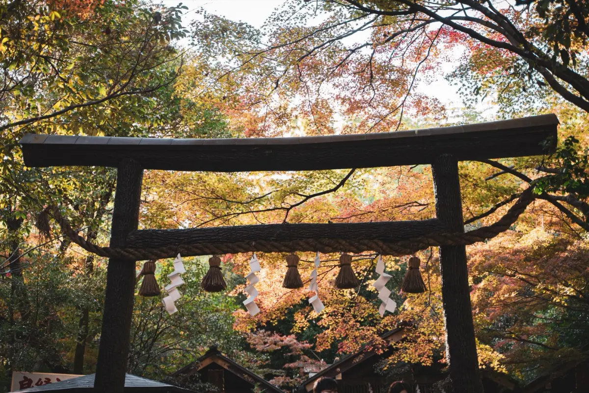 Traditional Japanese tokonoma alcove displaying autumn maple branches in a ceramic vase with a scroll painting behind