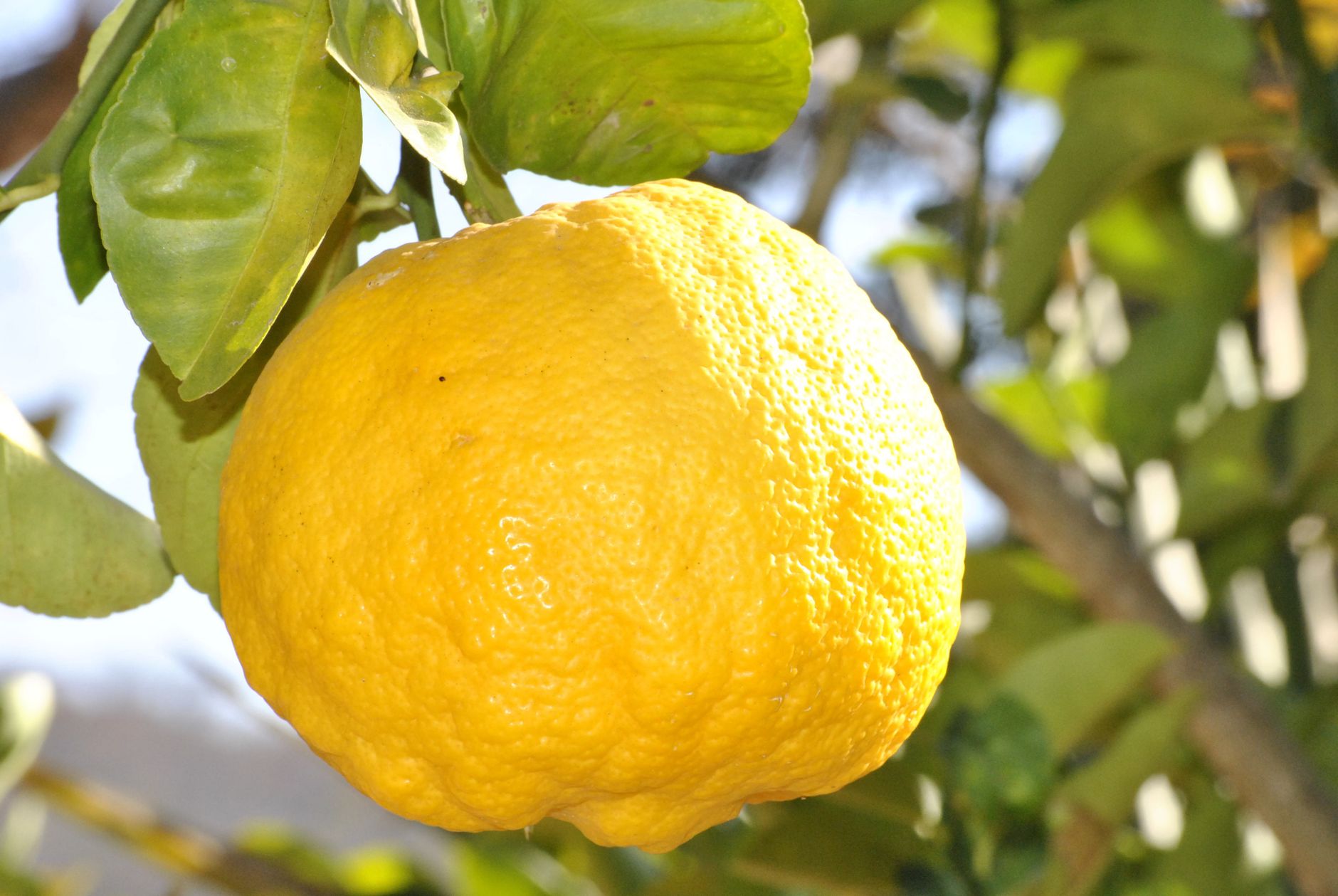Bright yellow yuzu citrus fruits floating in a traditional Japanese wooden bathtub filled with steaming hot water.