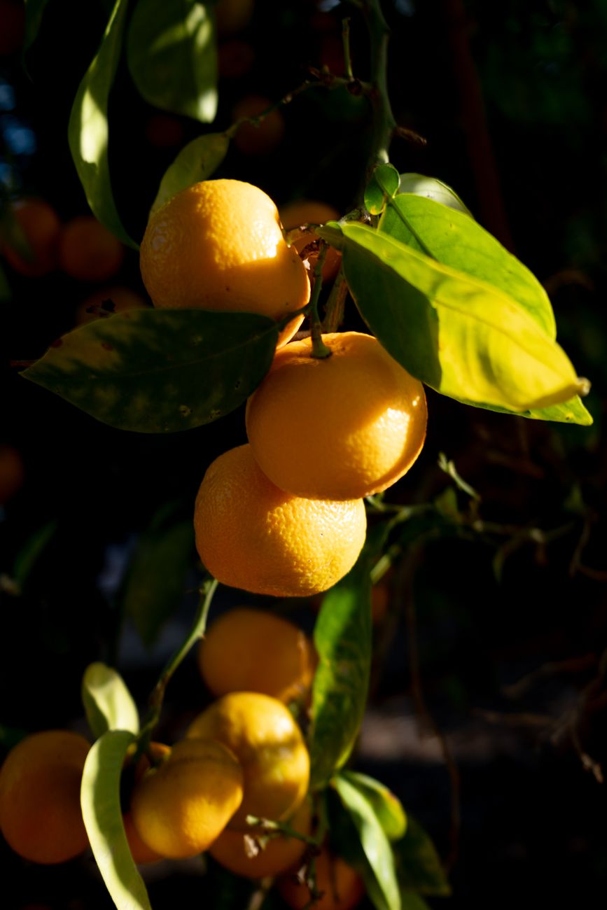 Bright yellow yuzu citrus fruits floating in a traditional Japanese wooden bathtub filled with steaming hot water.