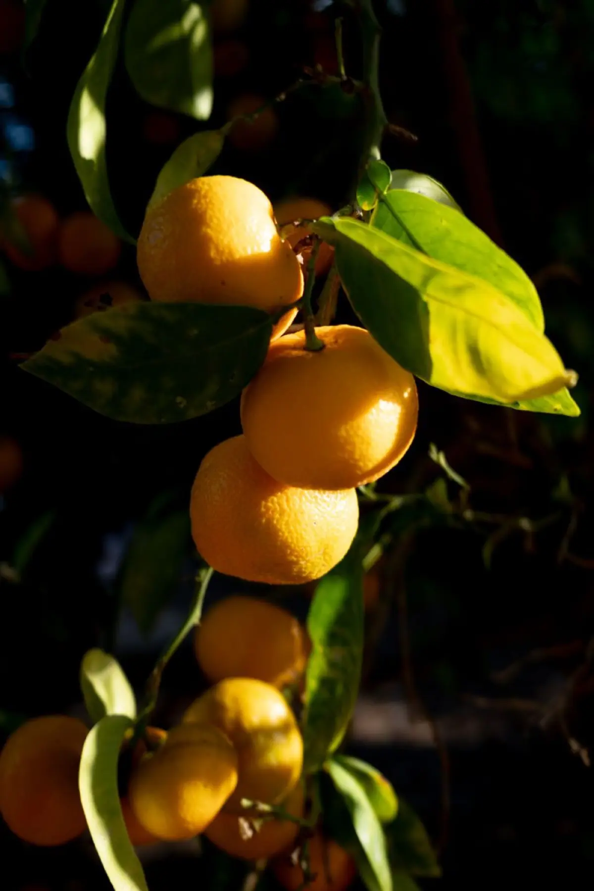 Bright yellow yuzu citrus fruits floating in a traditional Japanese wooden bathtub filled with steaming hot water.