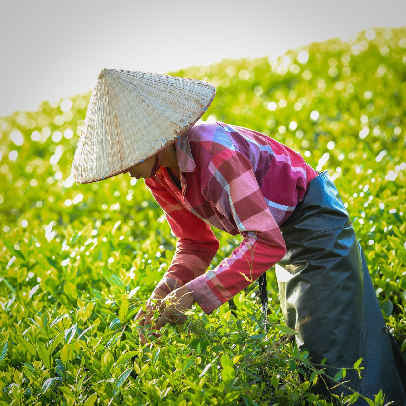 Why Matcha Color Reveals Its Quality: Reading the Green