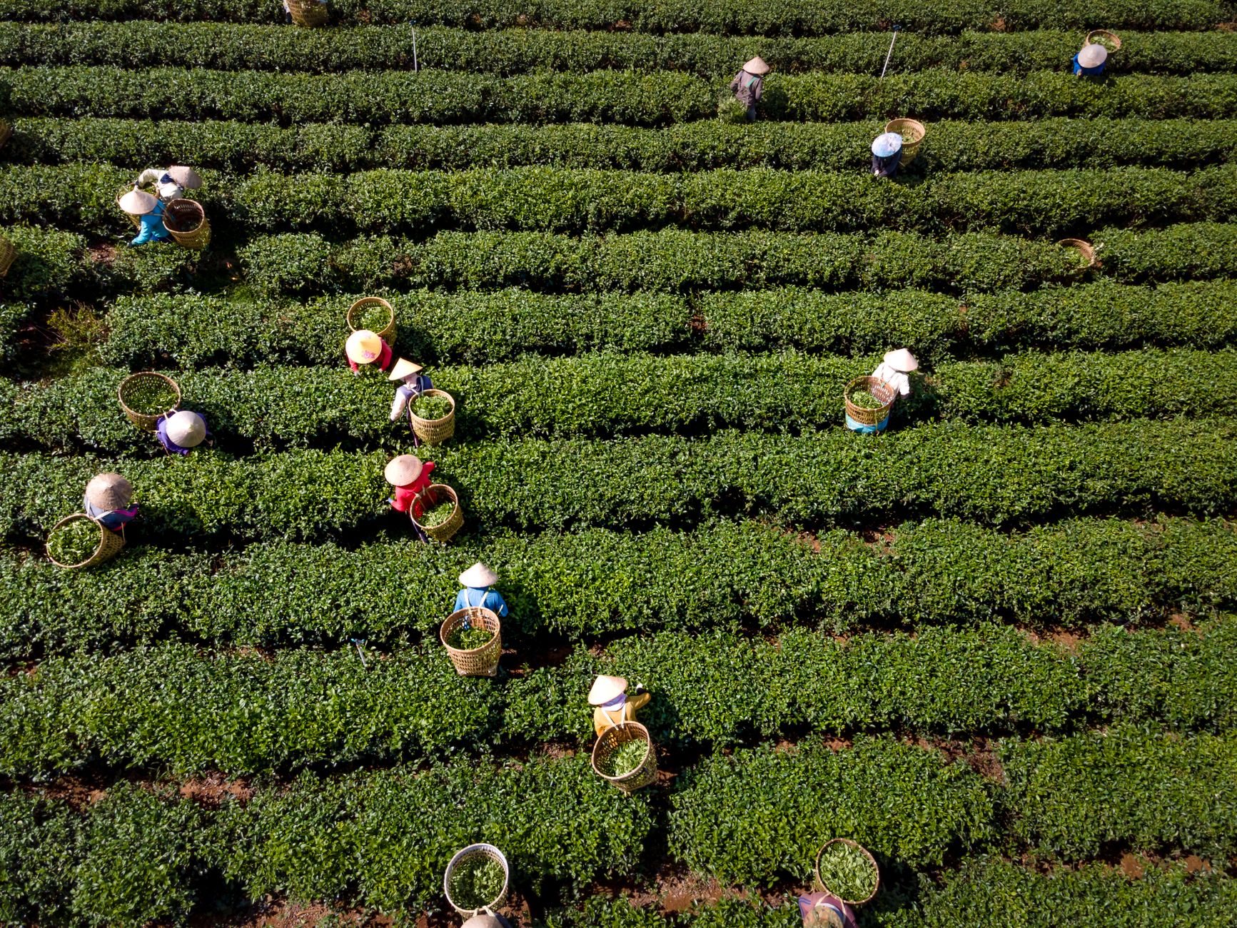 Tea farmer in traditional straw hat carefully hand-picking young green tea leaves from shaded matcha plants in Uji, Japan.