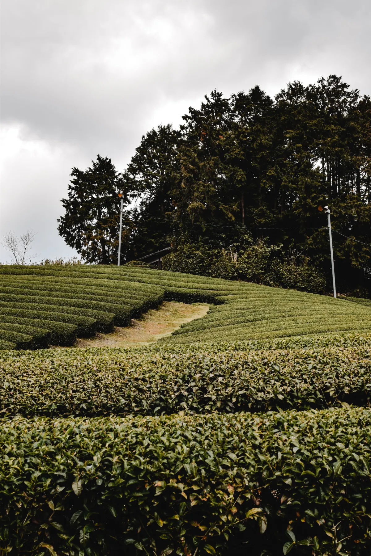 Tea farmer in traditional straw hat carefully hand-picking young green tea leaves from shaded matcha plants in Uji, Japan.
