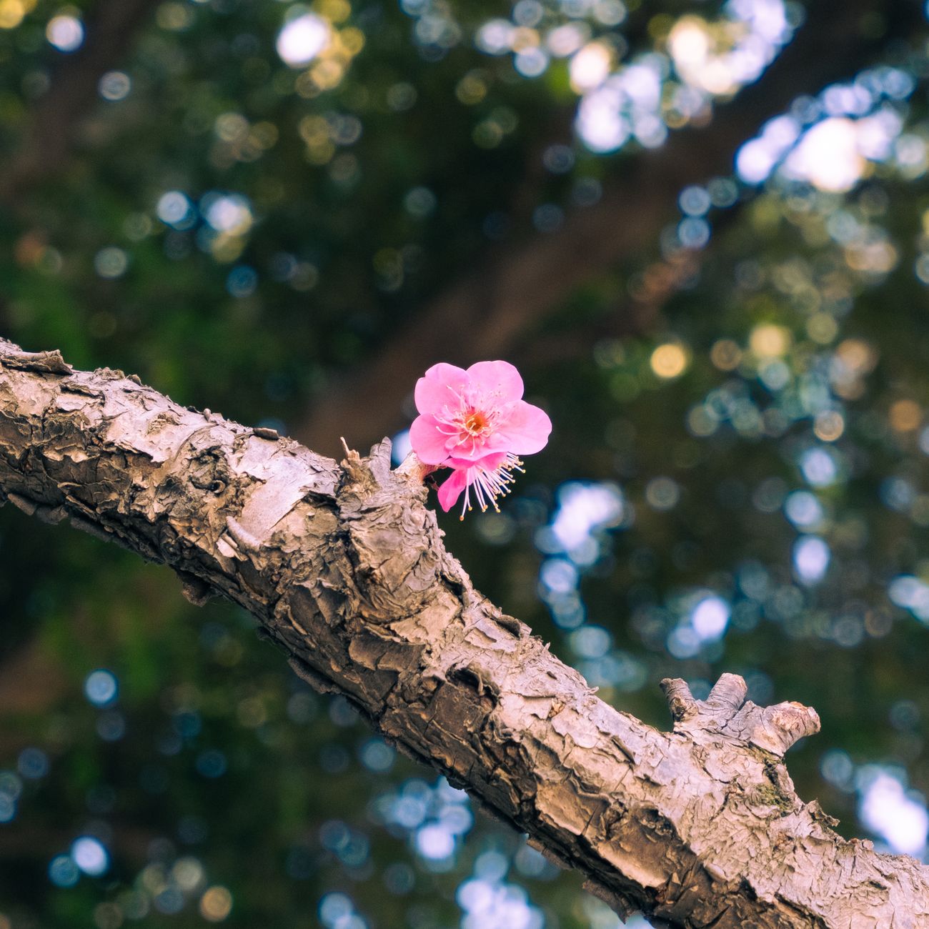 Karesansui: The Profound Art of Japan's Dry Landscape Gardens