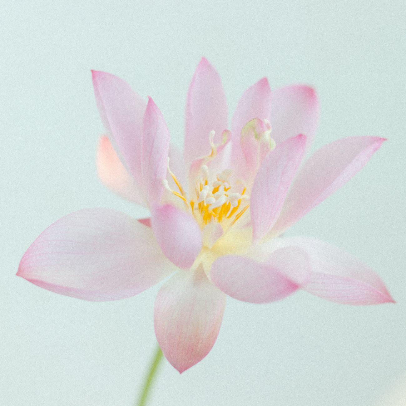 The Philosophy of Impermanence in Zen: Understanding Mujo and the Beauty of Change