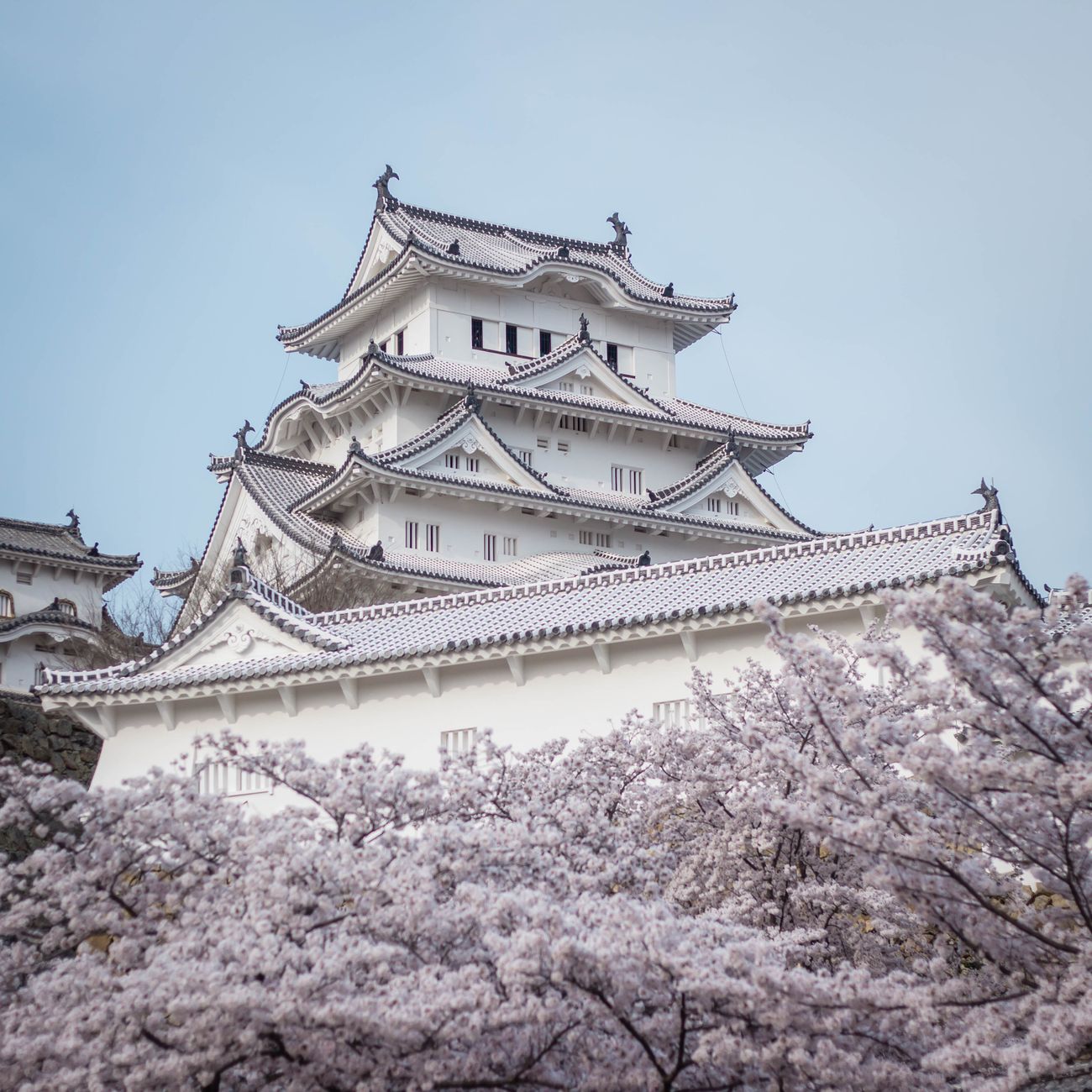 Exploring the Soul of the Zen Temple: Where Silence Speaks