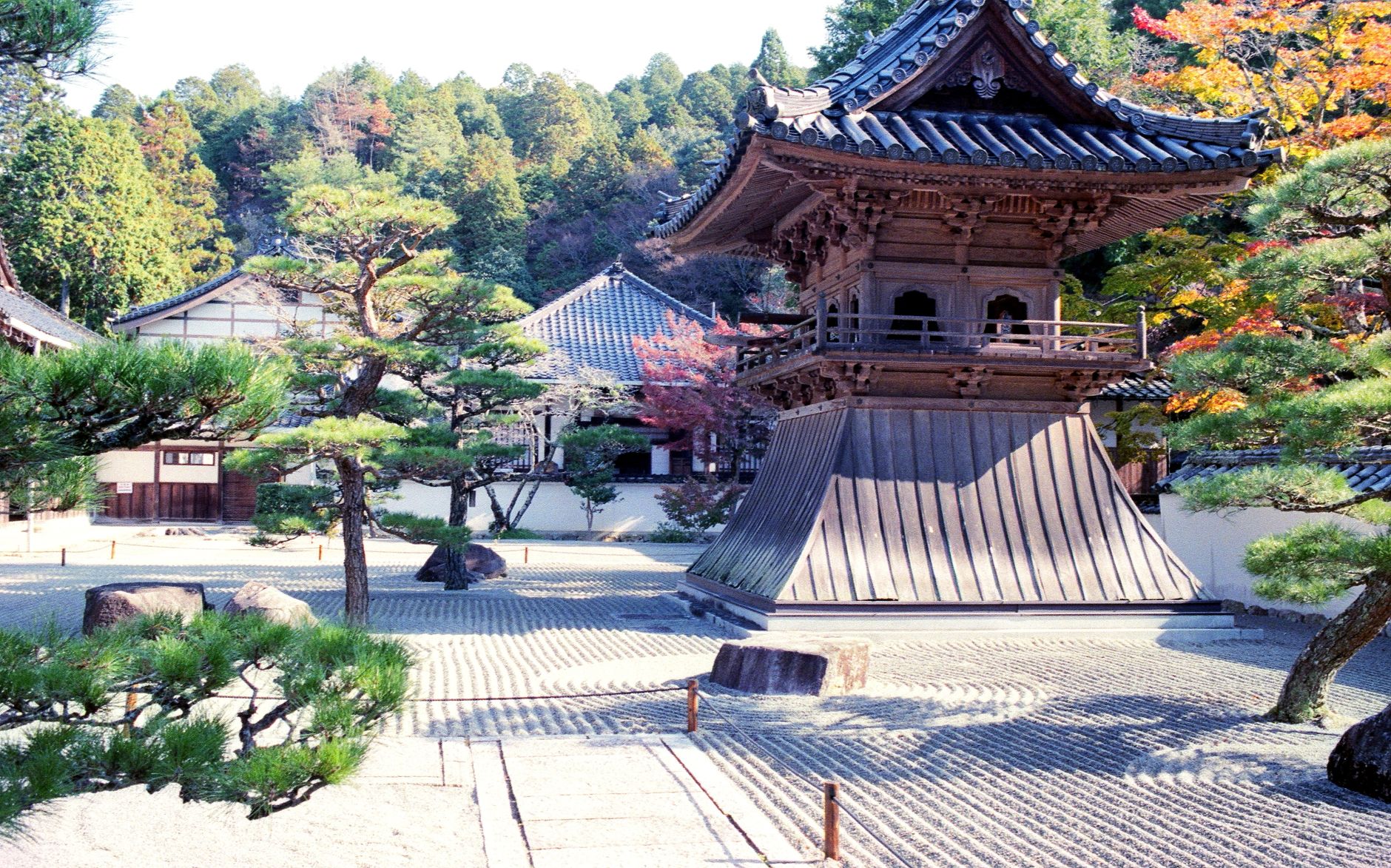 Ancient moss carpet covering temple garden ground in varying shades of green beneath filtered sunlight through maple trees.