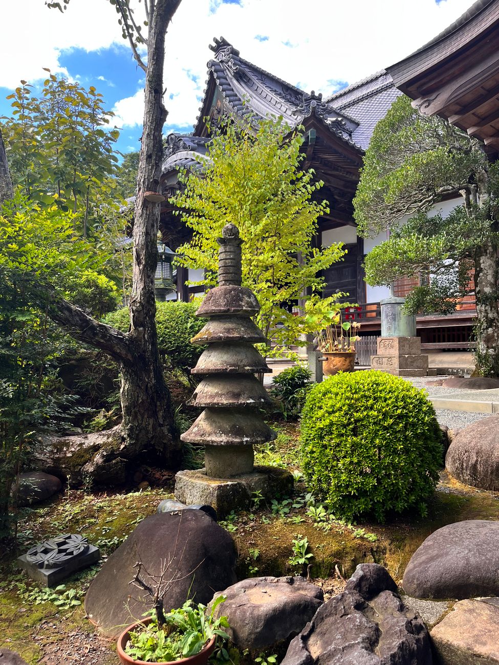 Ancient moss carpet covering temple garden ground in varying shades of green beneath filtered sunlight through maple trees.