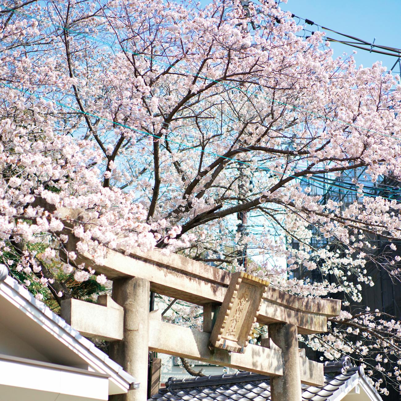 How to Find Your Ikigai: A Practical Guide to the Japanese Philosophy of Purpose