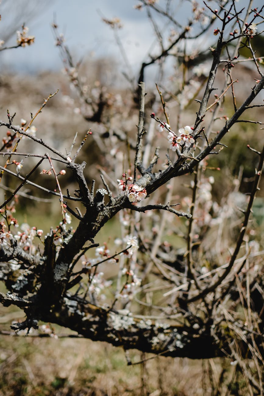 Spring plum blossoms dusted with late snow beside a traditional Japanese calendar marking the transition between two sekki seasons.