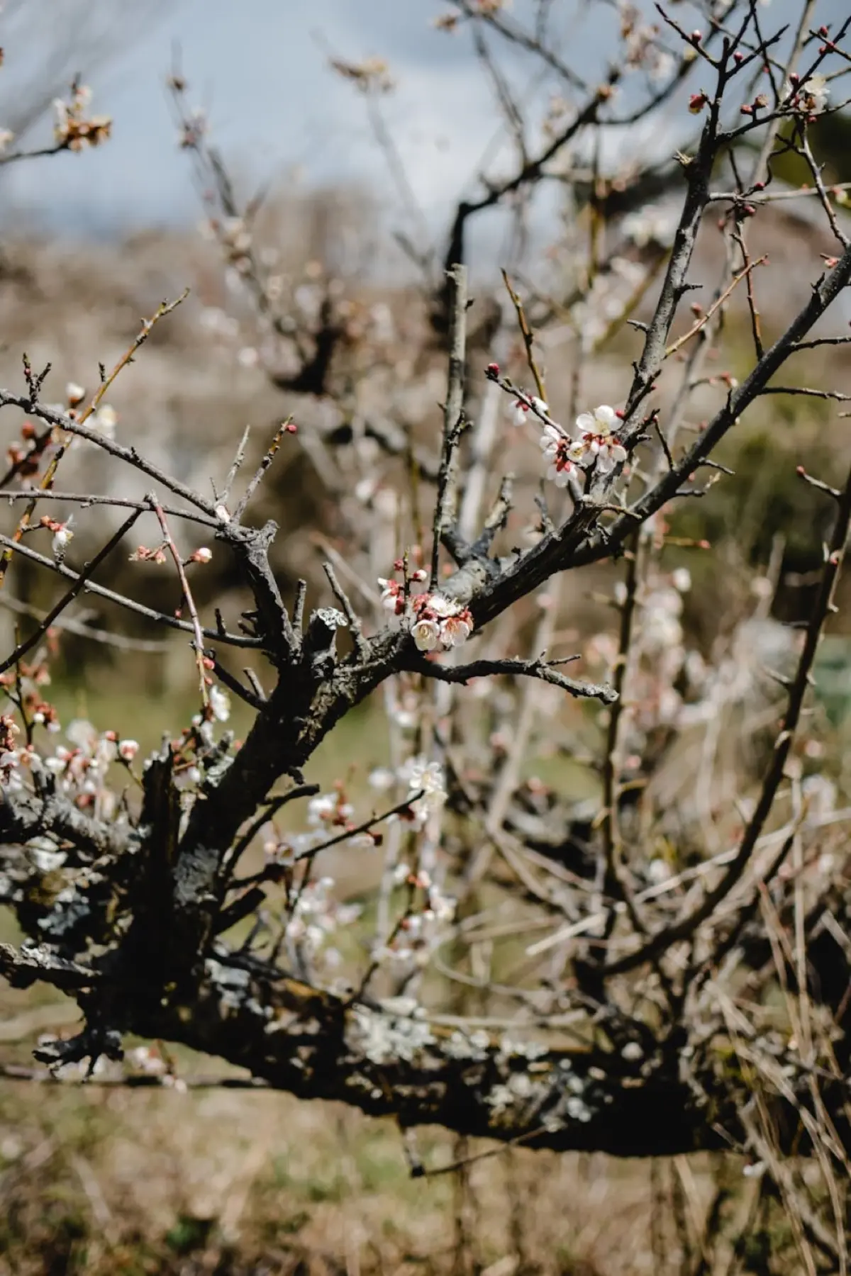 A seasonal Japanese landscape shifting from snow to blossom, evoking the turning of the traditional calendar
