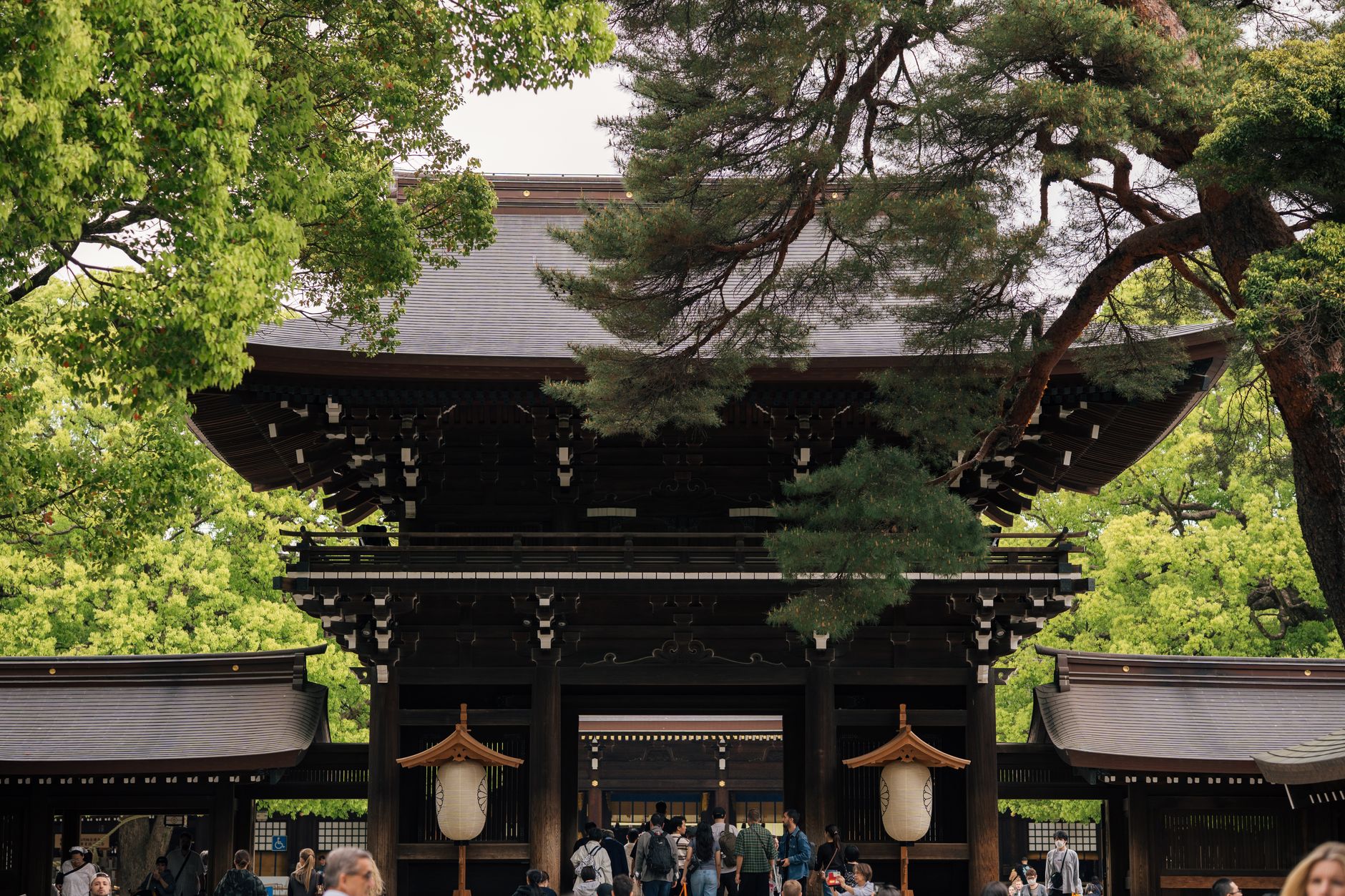 Wooden torii gate frames a gravel path leading to a traditional Shinto shrine surrounded by tall cedar trees.