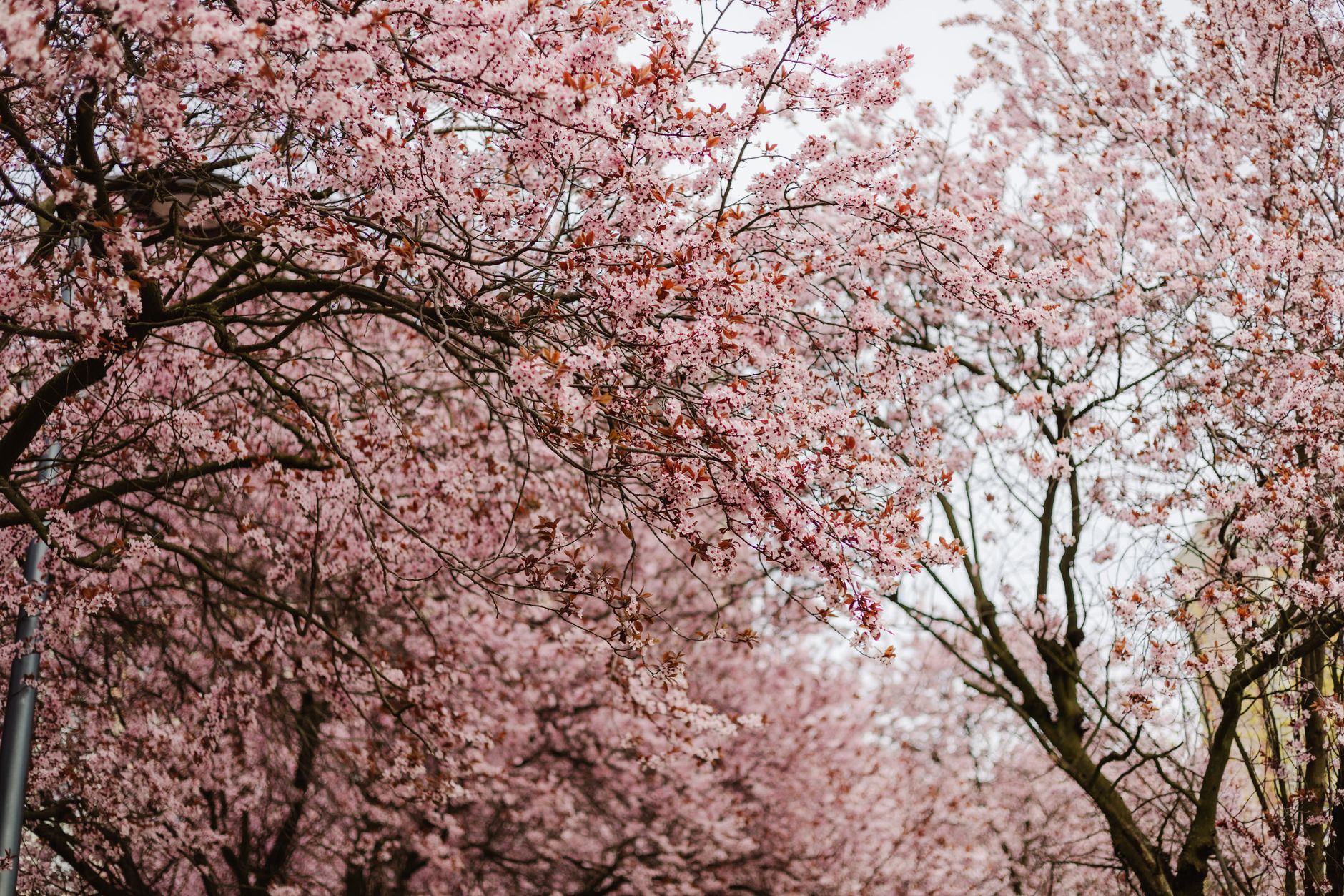 Traditional Japanese matcha tea bowl filled with green tea beside pink cherry blossoms during spring hanami celebration.
