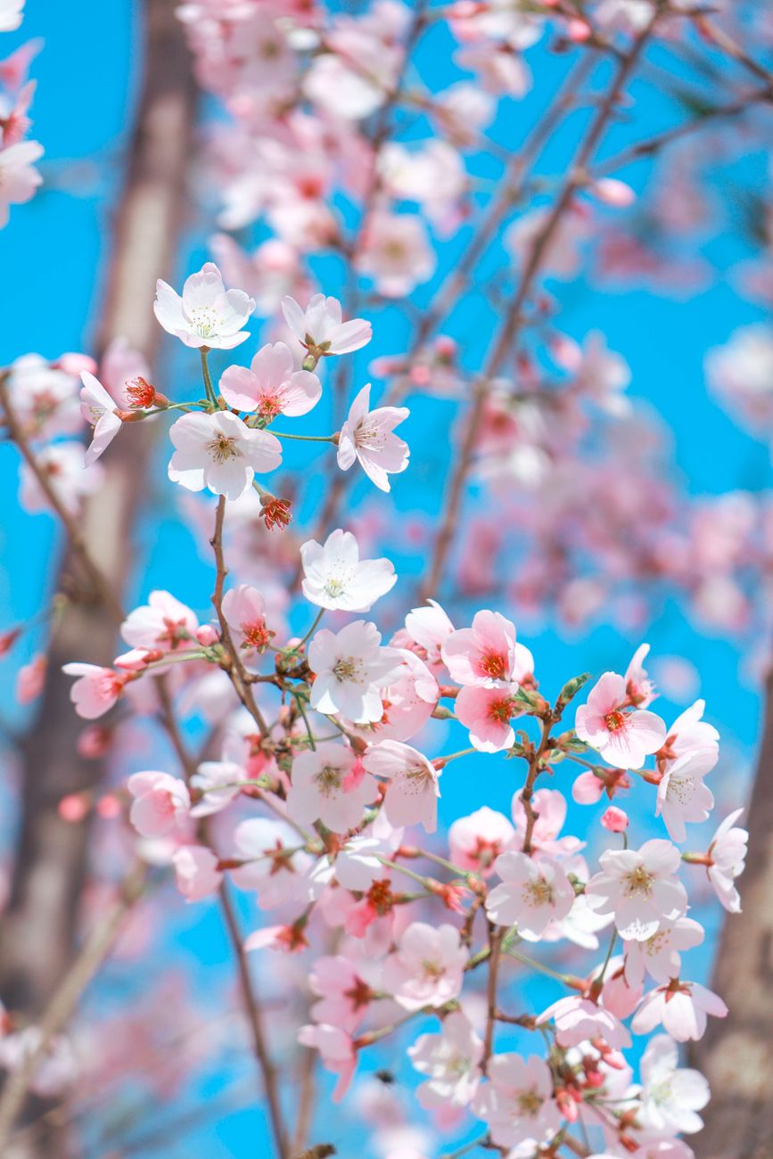Traditional Japanese matcha tea bowl filled with green tea beside pink cherry blossoms during spring hanami celebration.