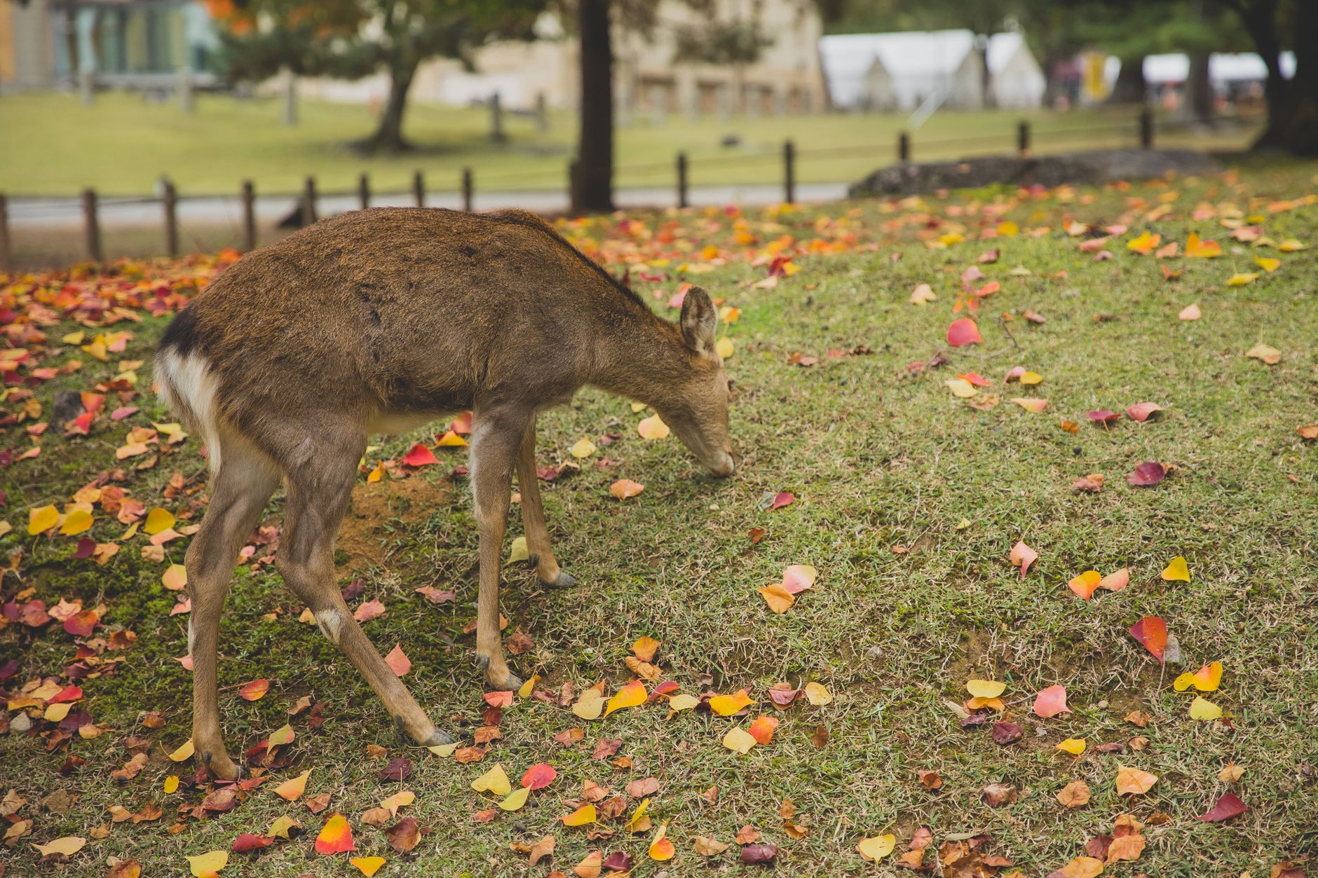 A Nara deer bowing its head forward toward a visitor holding a senbei cracker near Todaiji Temple.