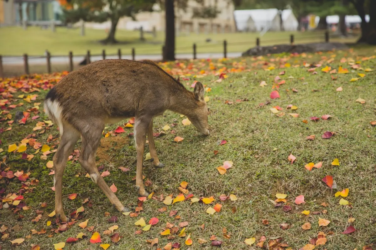 A Nara deer bowing its head forward toward a visitor holding a senbei cracker near Todaiji Temple.