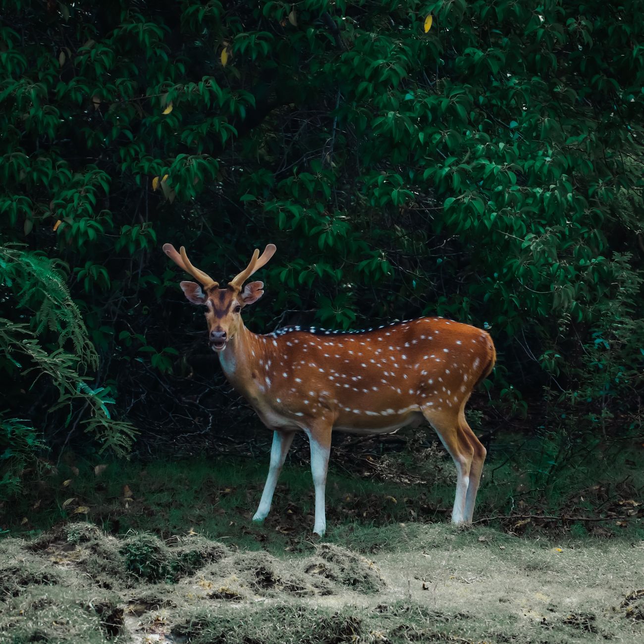 Why Nara Deer Bow to You: The Sacred Story Behind Japan's Polite Wildlife