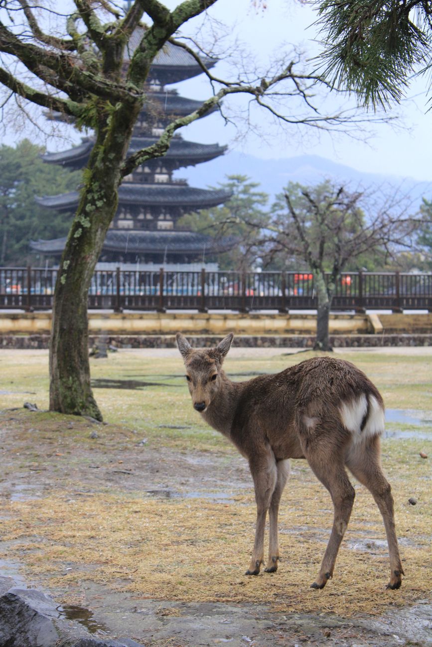 A Nara deer bowing its head forward toward a visitor holding a senbei cracker near Todaiji Temple.