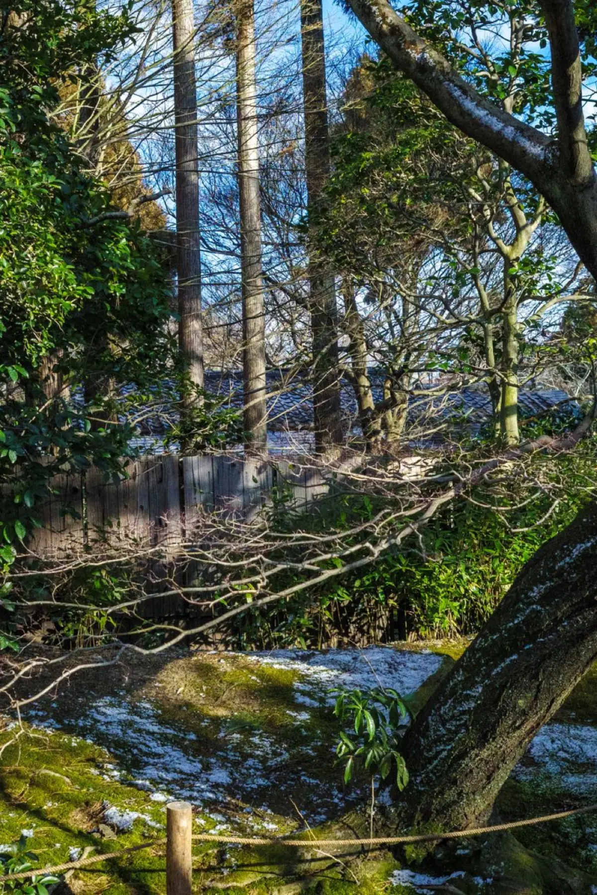 Tranquil Japanese garden with koi pond surrounded by carefully pruned trees, moss-covered stones, and raked gravel patterns.