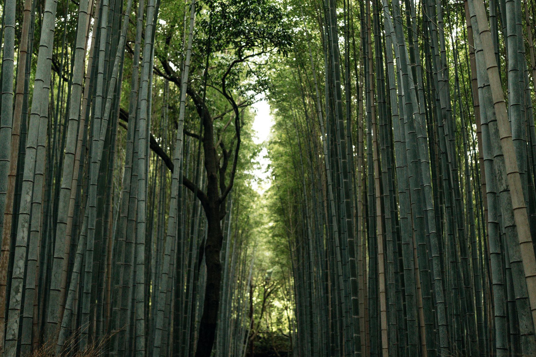 Towering bamboo stalks create a natural corridor with filtered green light along a stone path in Arashiyama, Kyoto.