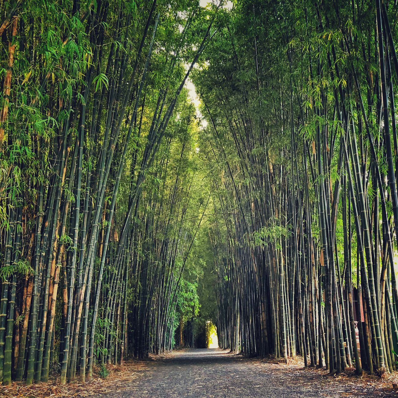 Why Arashiyama Bamboo Grove in Kyoto Feels Otherworldly