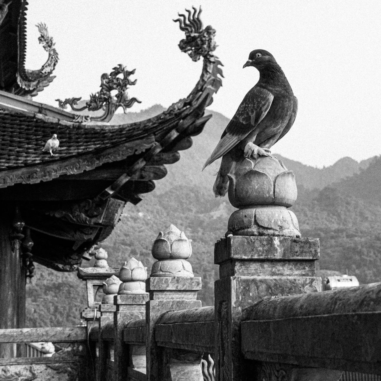 Why Kyoto Has So Many Temples and Pagodas: A Journey Through Japan's Spiritual Capital