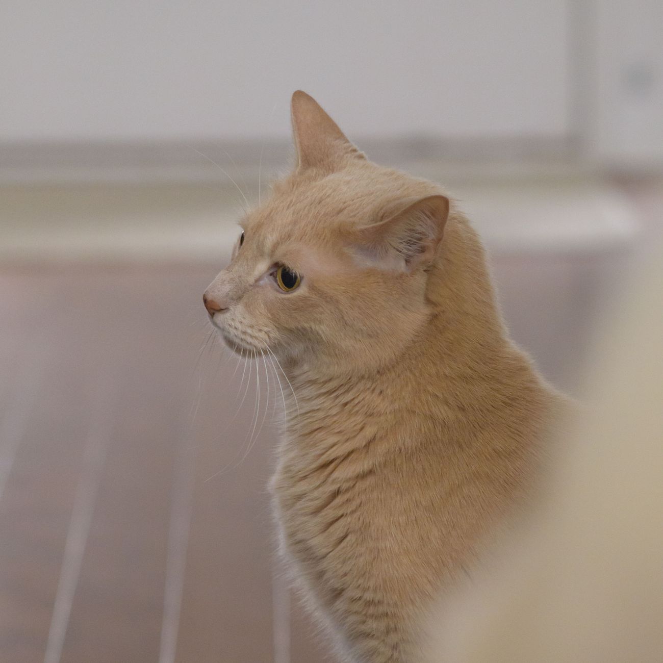 Why The Maneki Neko Lucky Cat Is Everywhere: History, Meaning & Cultural Significance