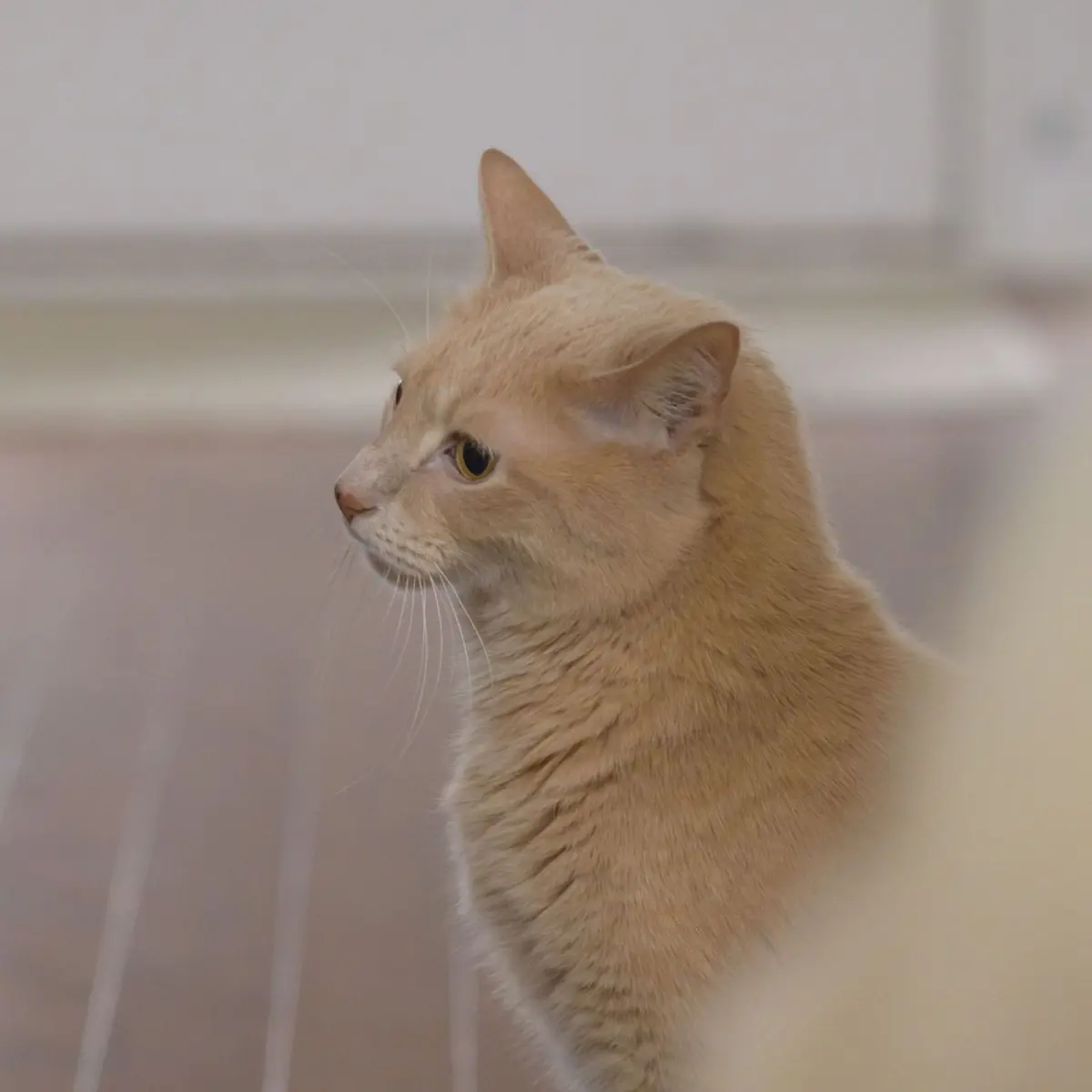 Maneki-Neko: The Meaning of Japan's Beckoning Lucky Cat